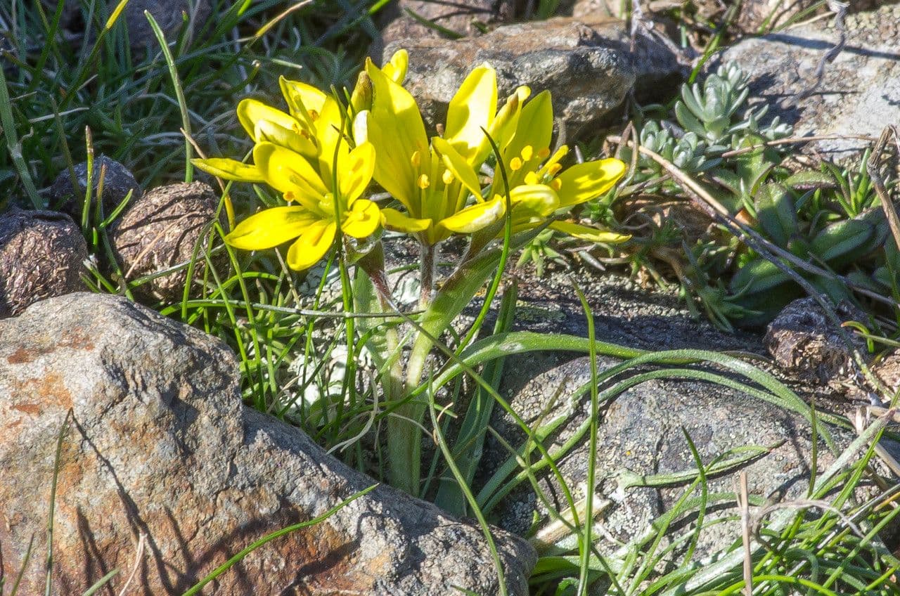 Gagea bohemica 9