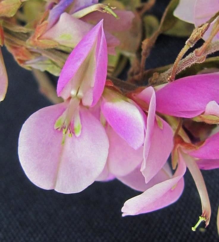 Desmodium cajanifolium 7