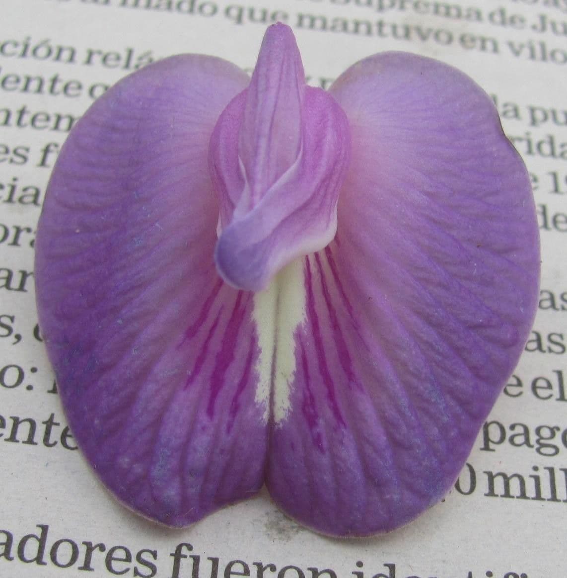 Centrosema pubescente 27