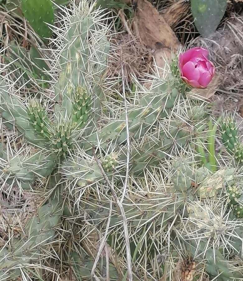 Ummantelte Cholla 4