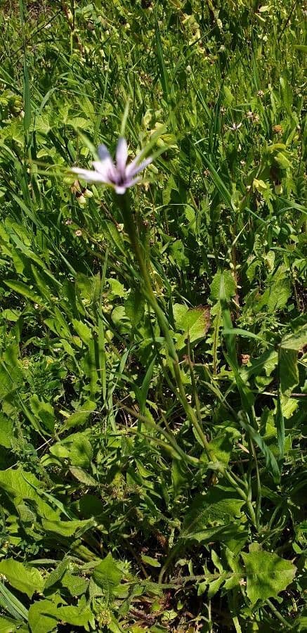 Geropogon hybridus 18