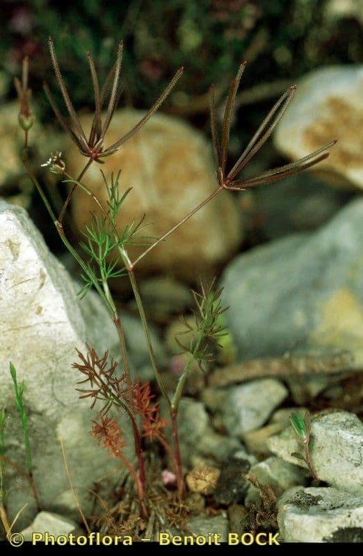Perifollo austral 23