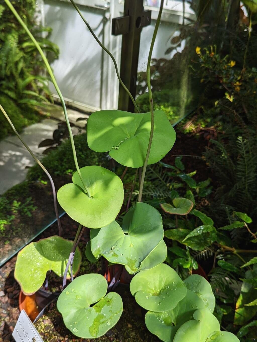 Utricularia reniforme 10