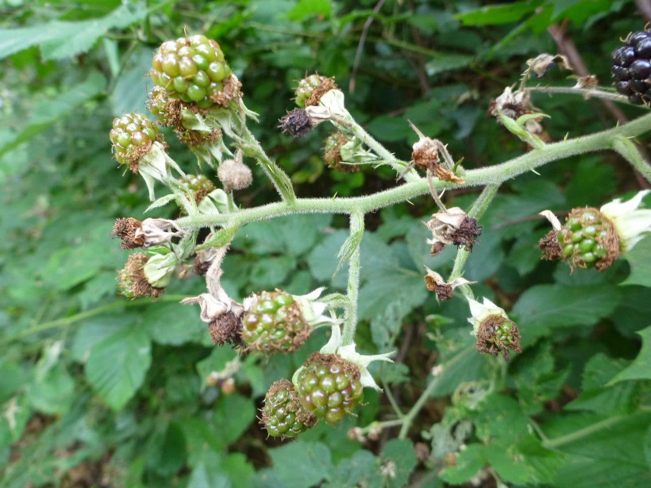Großährige Brombeere 2