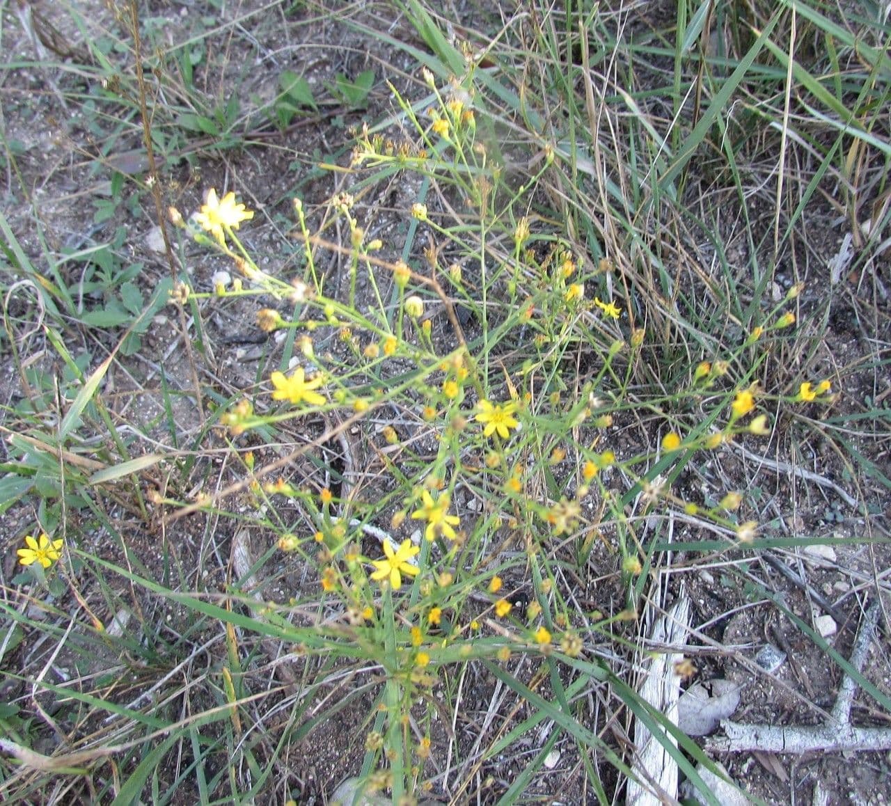 Amphiachyris dracunculoides 7