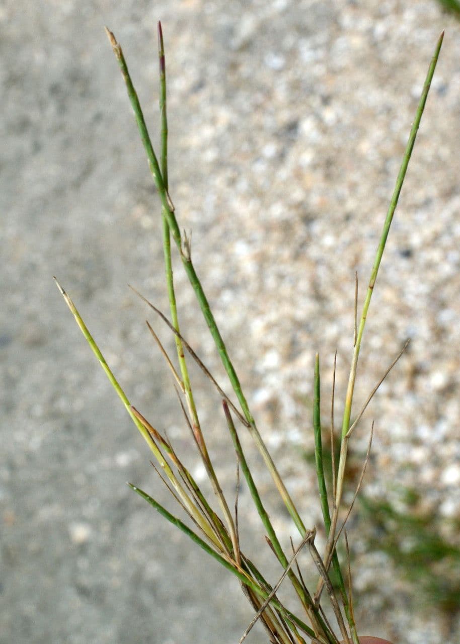 Parapholis strigosa 8