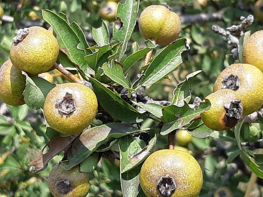 Peral de hoja de almendro 3