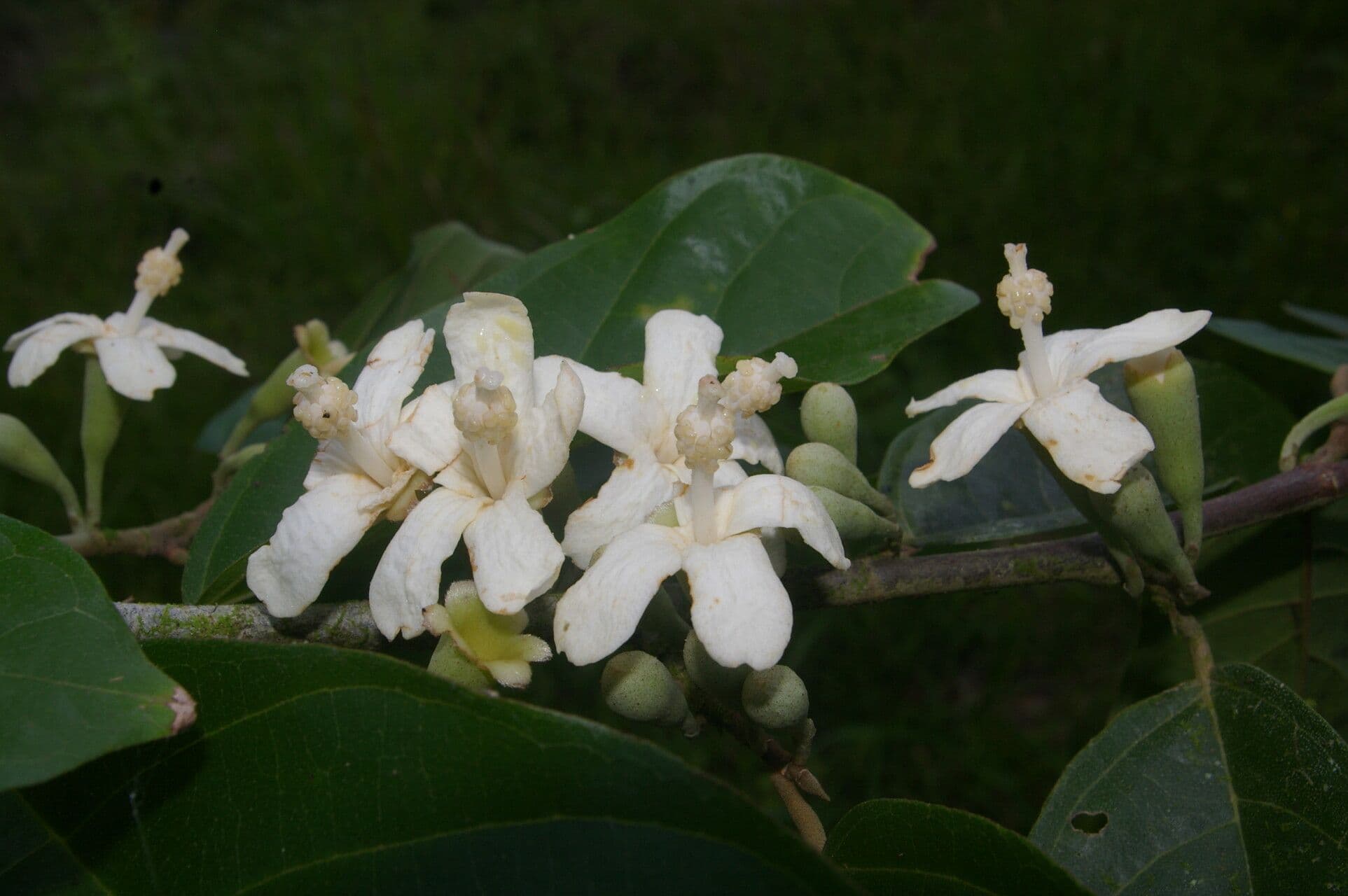 Quararibea 2