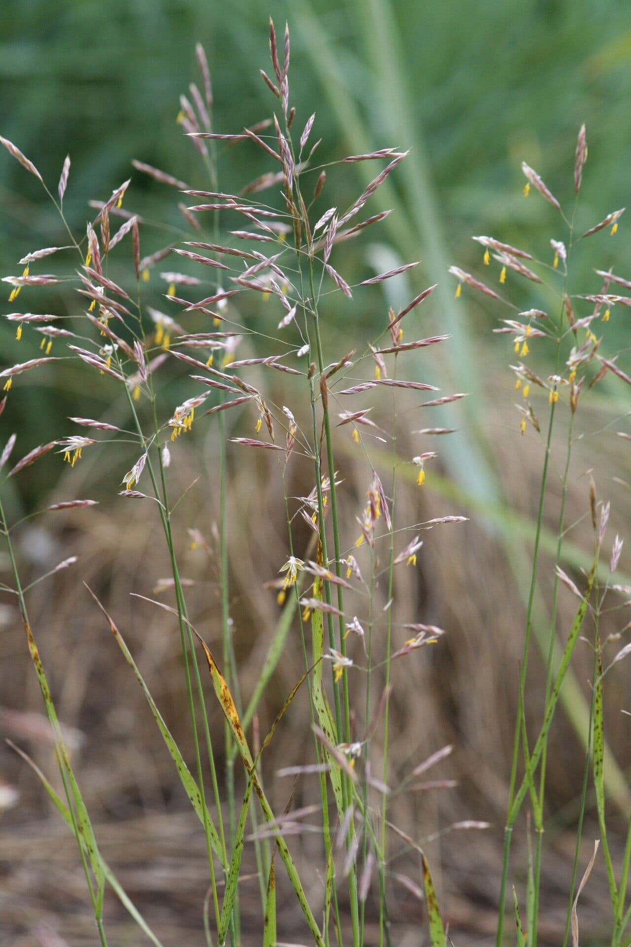 Brome ripario 3