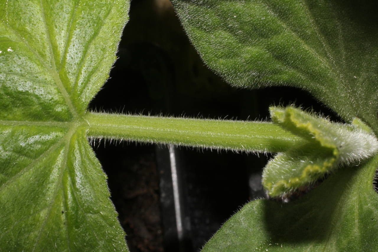 Zucca moscata 25