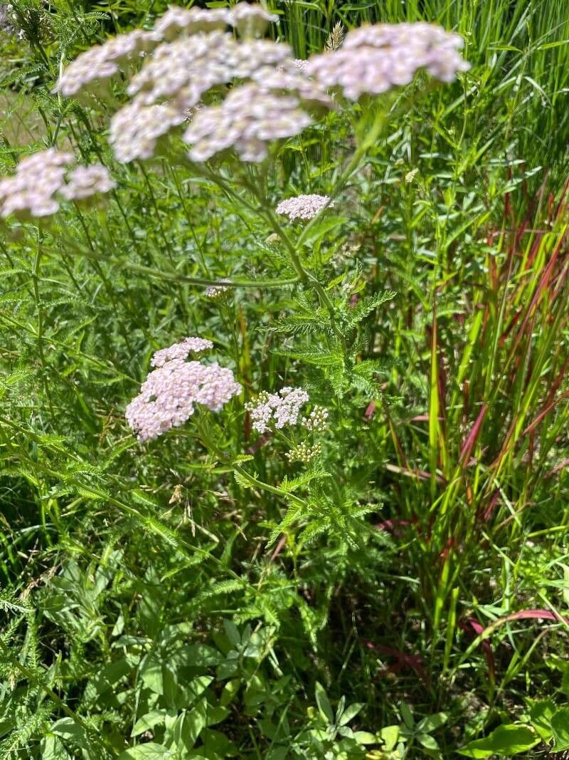 Achillea roseo-alba 9