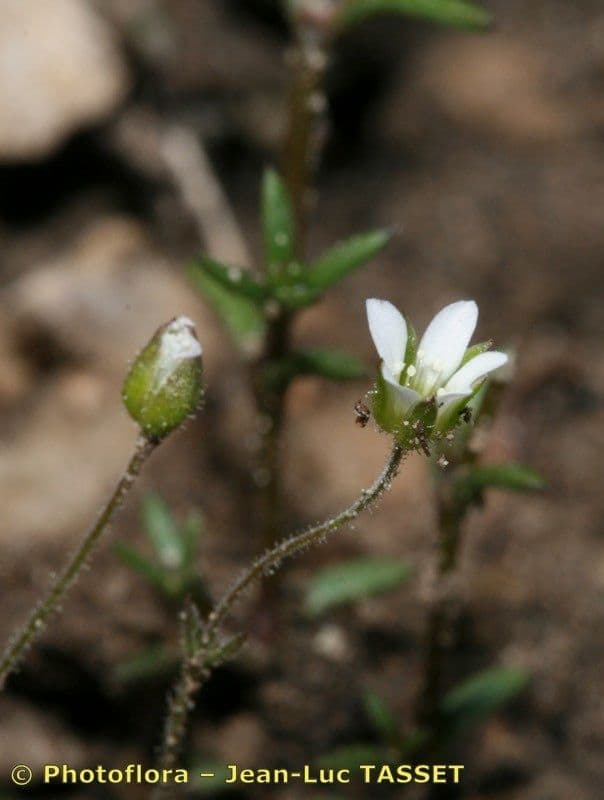 Arenaria modesta 3