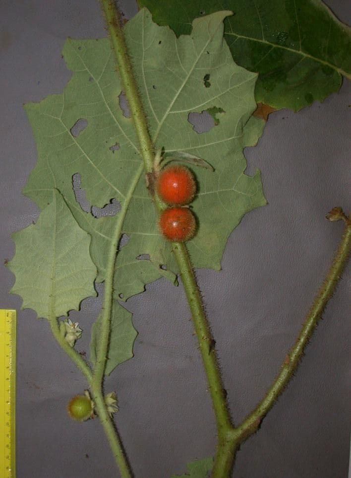 Solano
