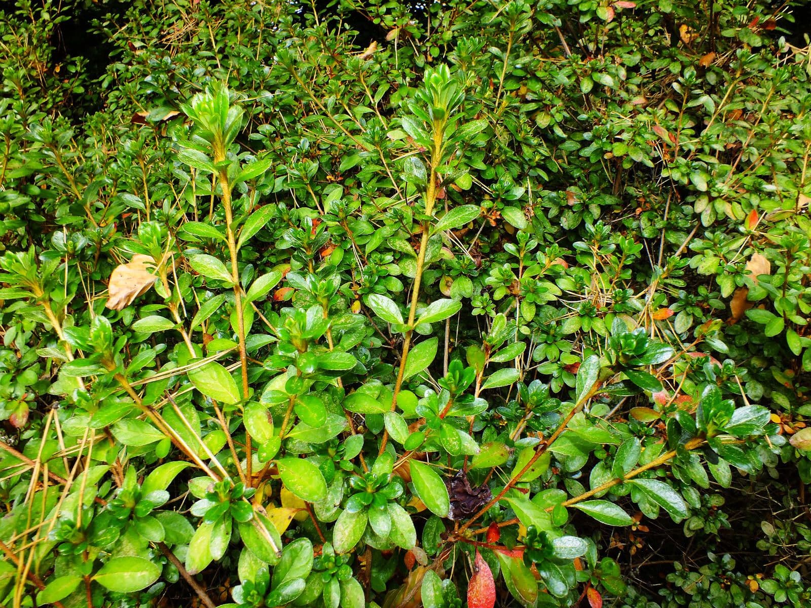 Escallonia 11