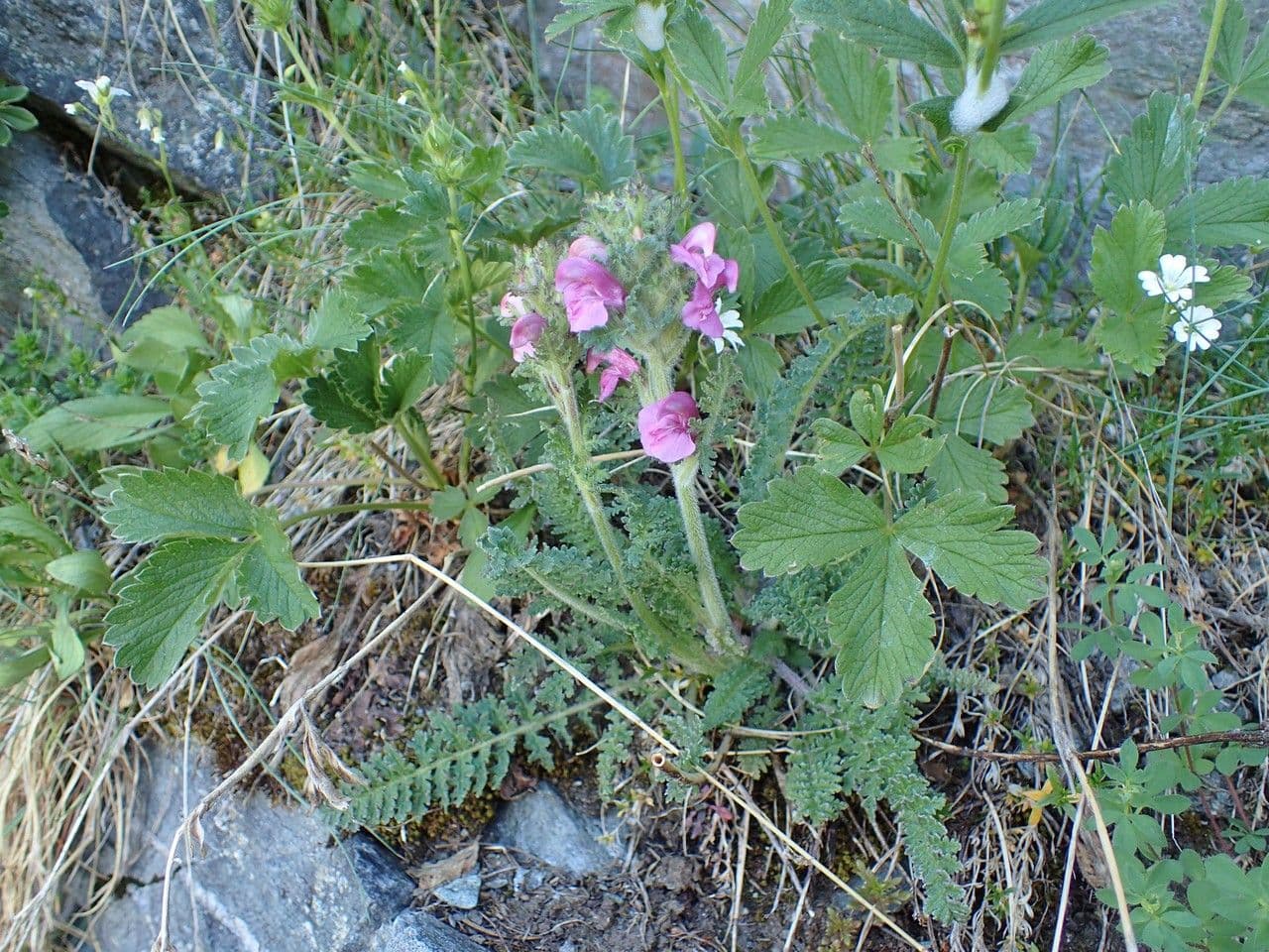Pedicularis gyroflexa 9