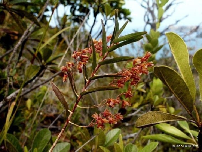 Dendrobium 13