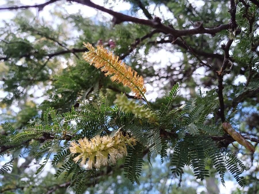Prosopis affinis 7