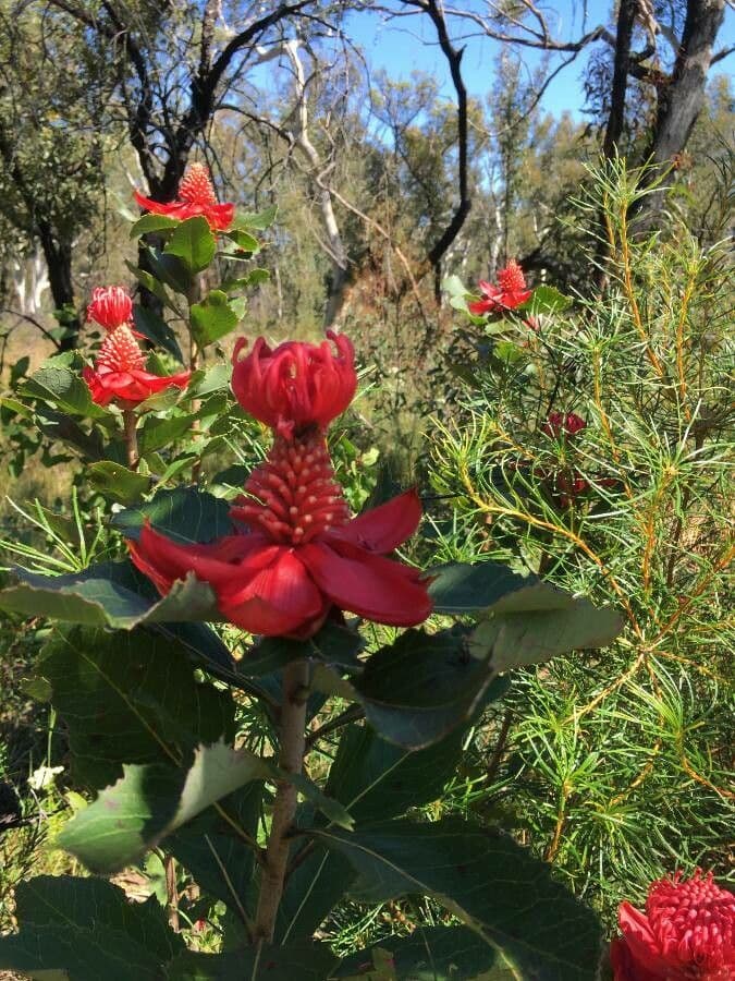Telopea speciosissima 11