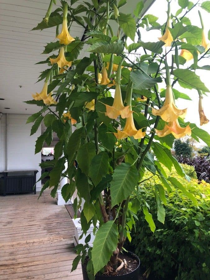 Datura 11