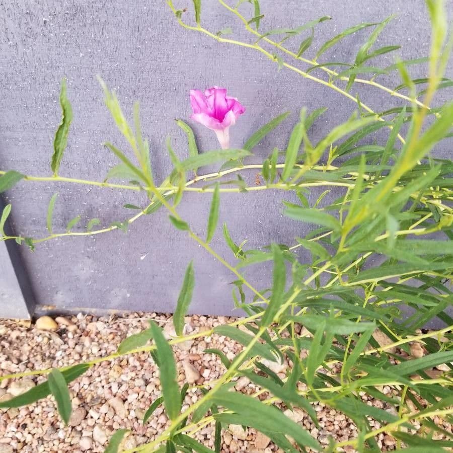 Ipomoea arbustiva 3