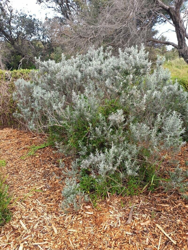 Olearia costera 3