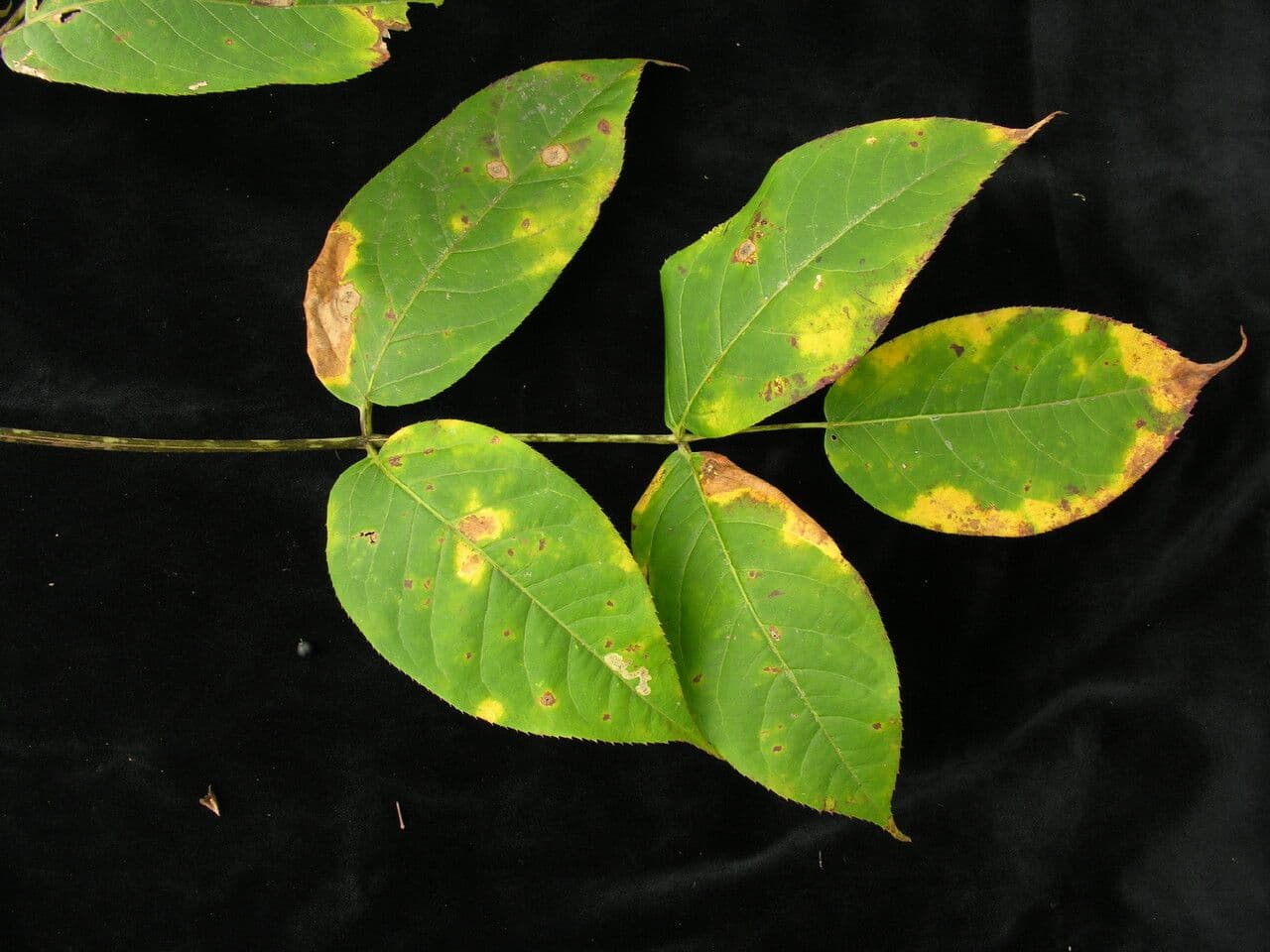 Aralia 7