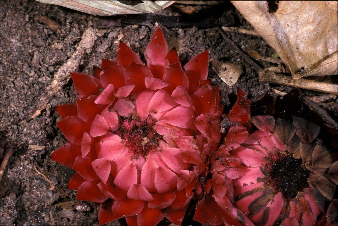 Thonningia 4