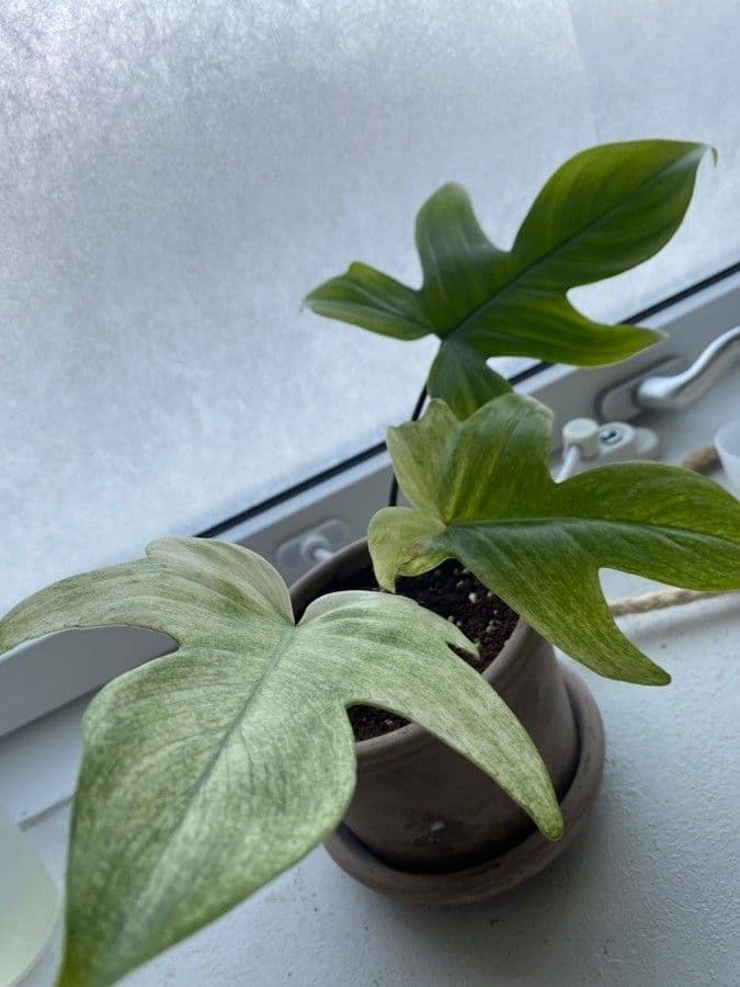 Philodendron 3