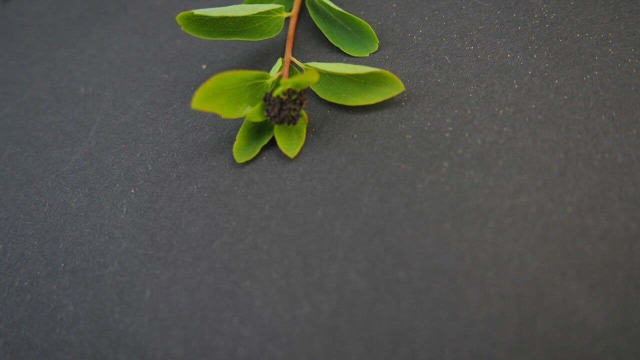 Spirea giapponese 5