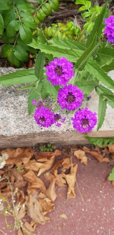 Verbena rigida 5