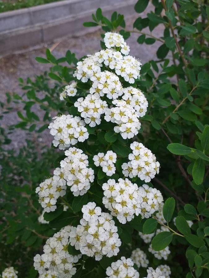 Spirea giapponese 6