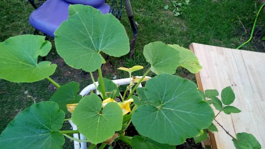 Bitter bottle gourd 28