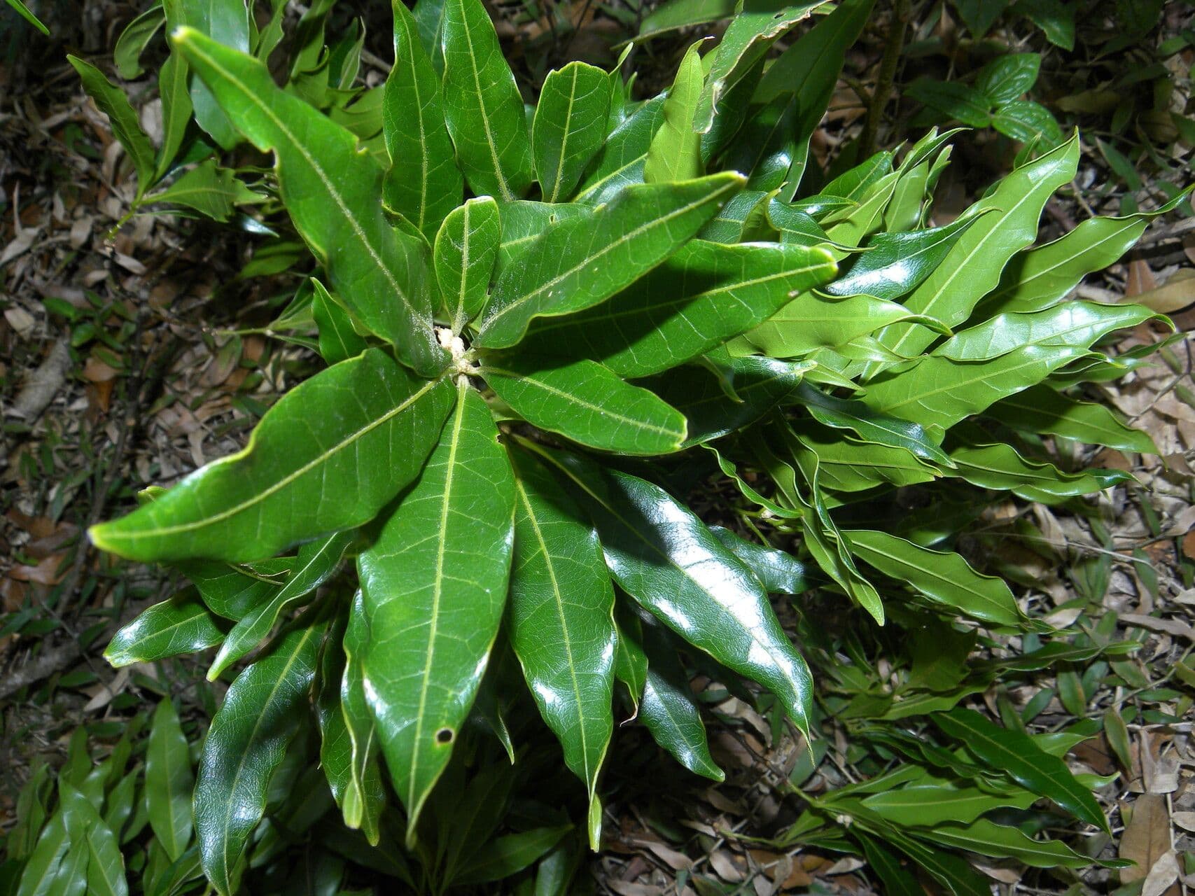 Quercia 12