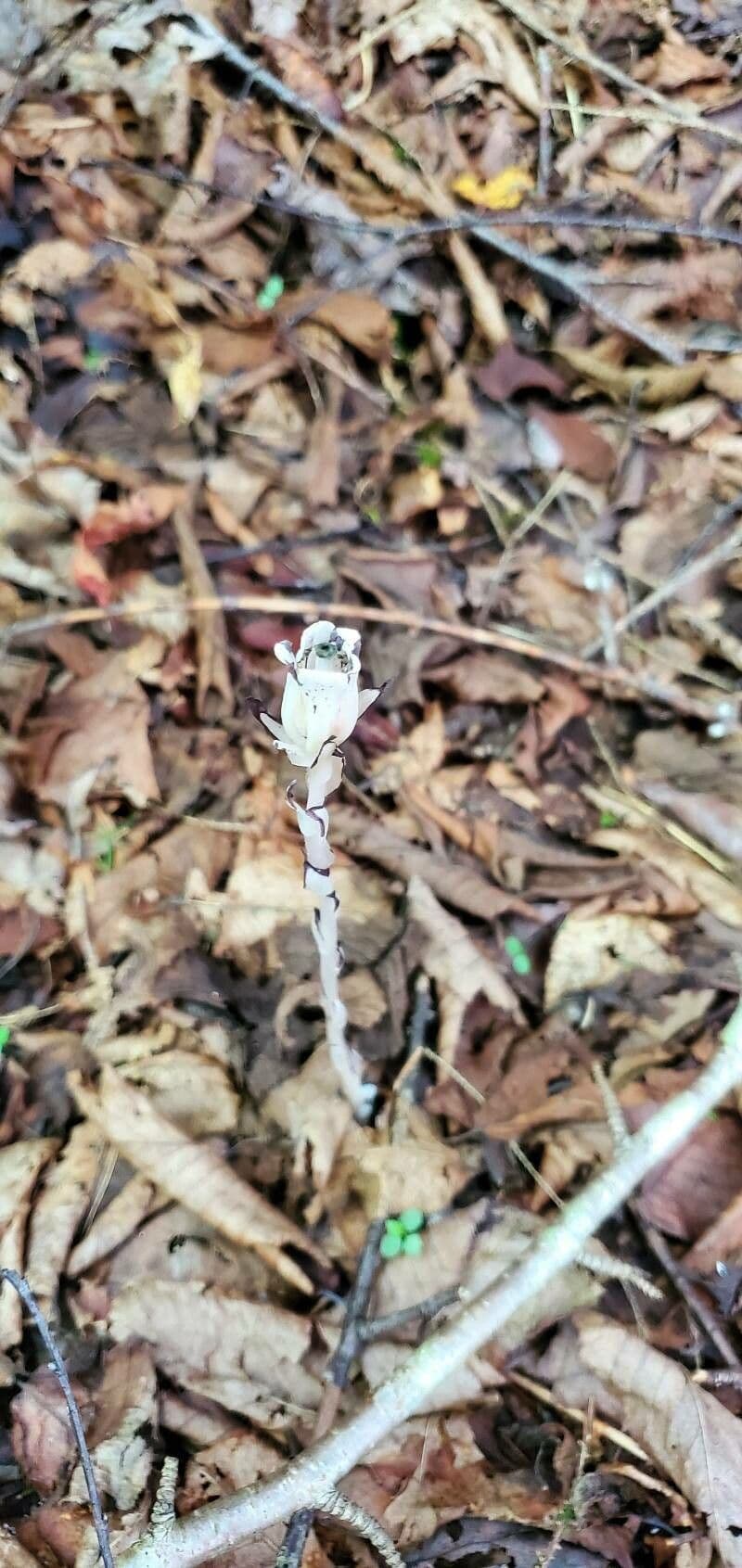 Ipopitide uniflora 9
