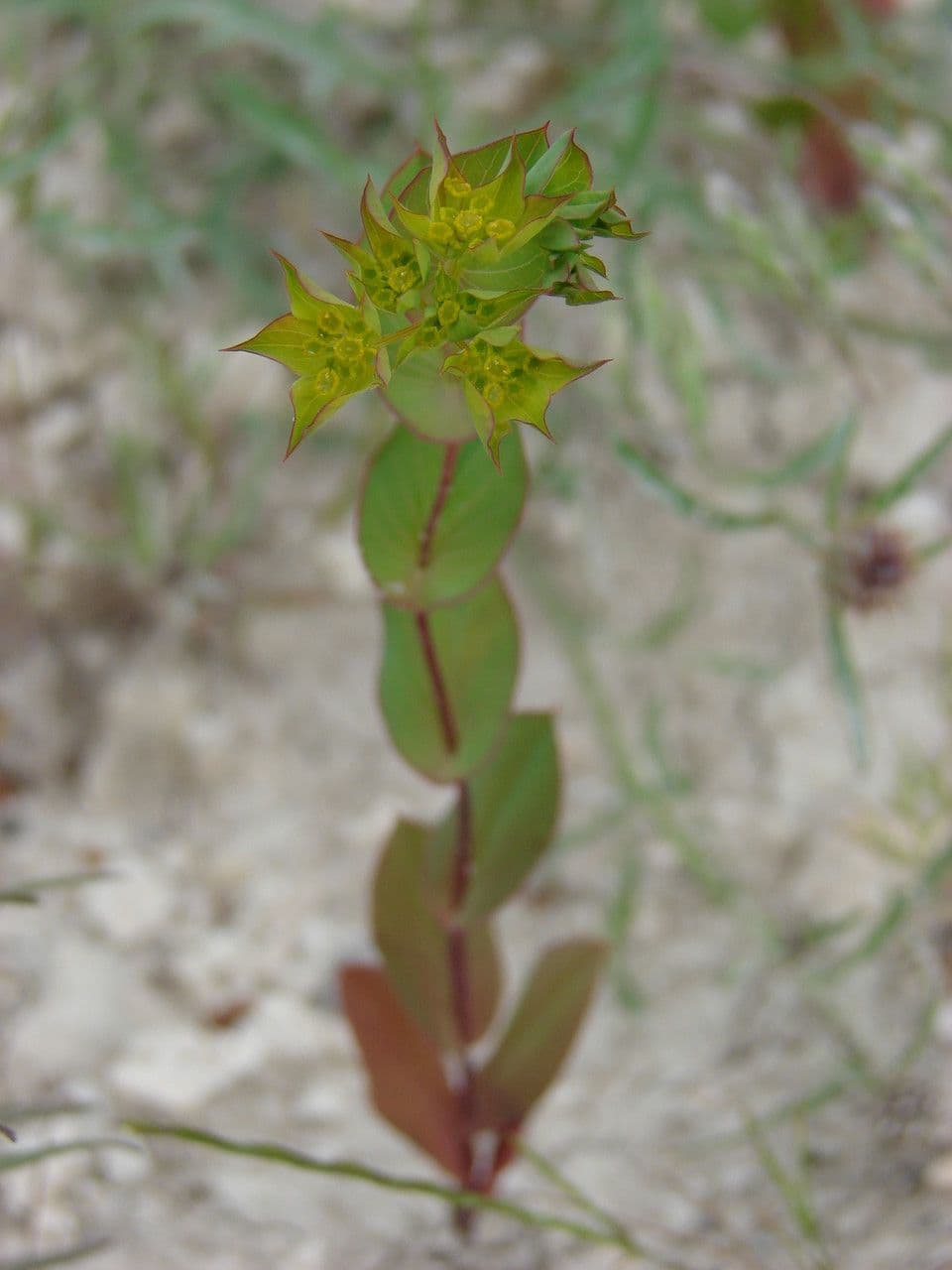 Bupleurum rotundifolium 11