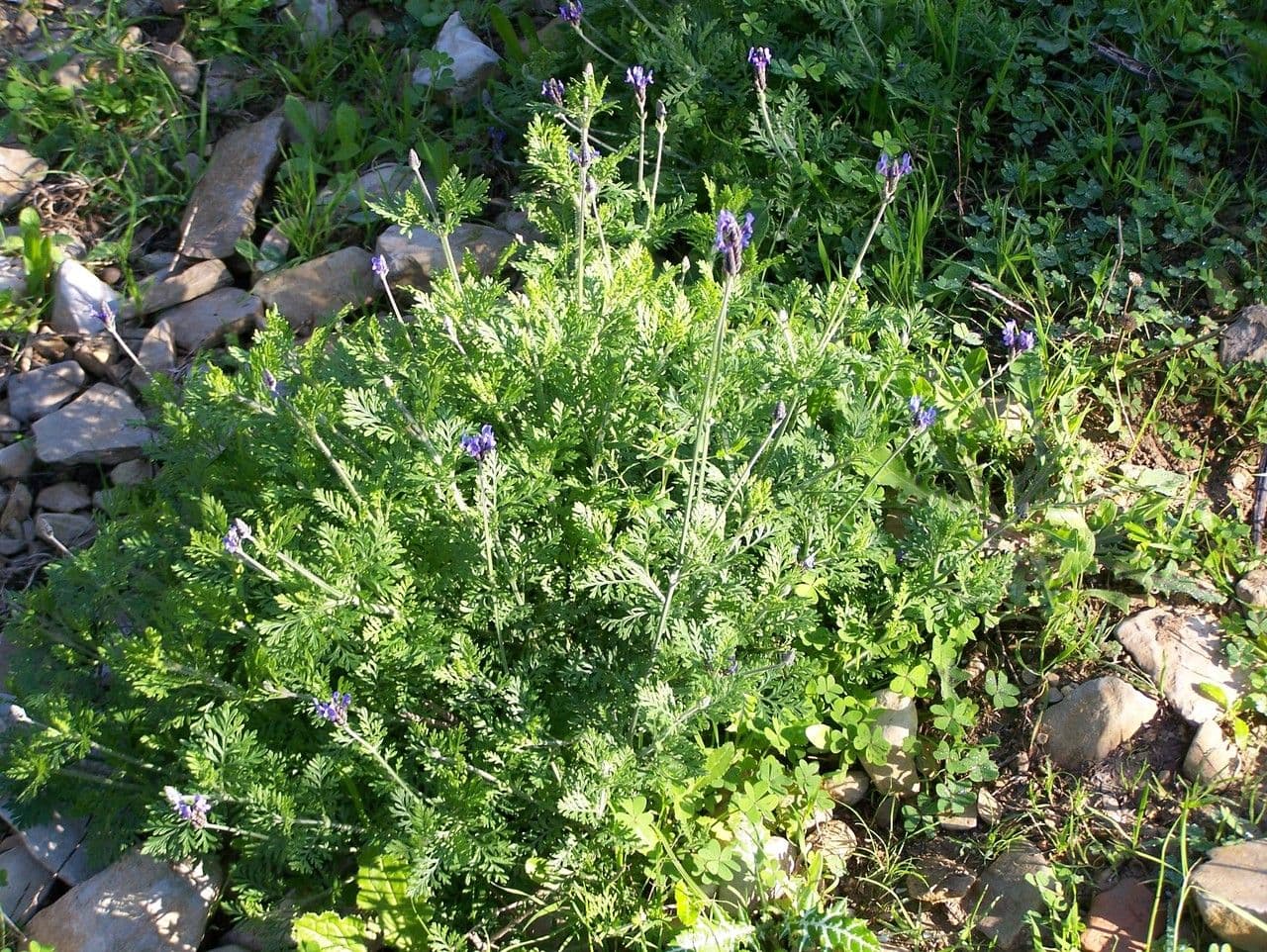 Lavanda multifida 8