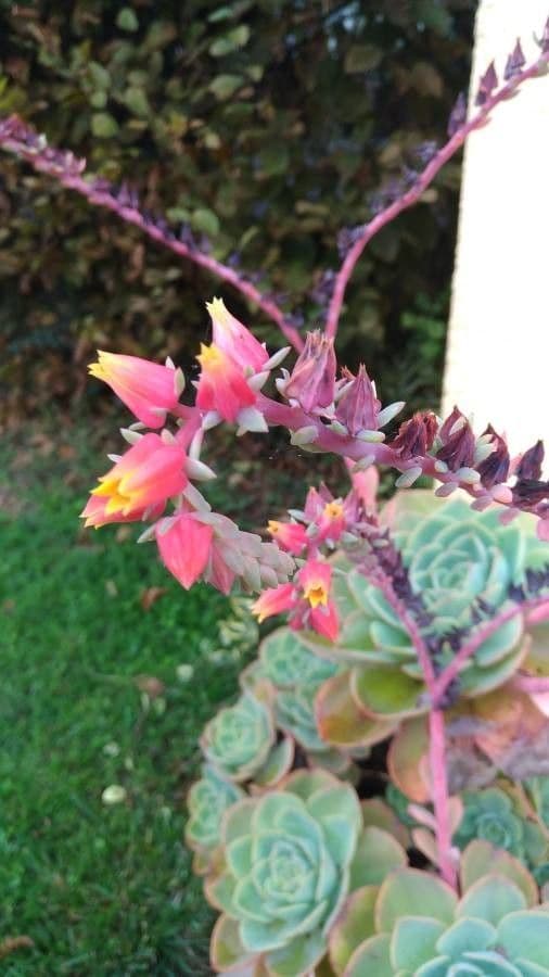 Echeveria elegante 7