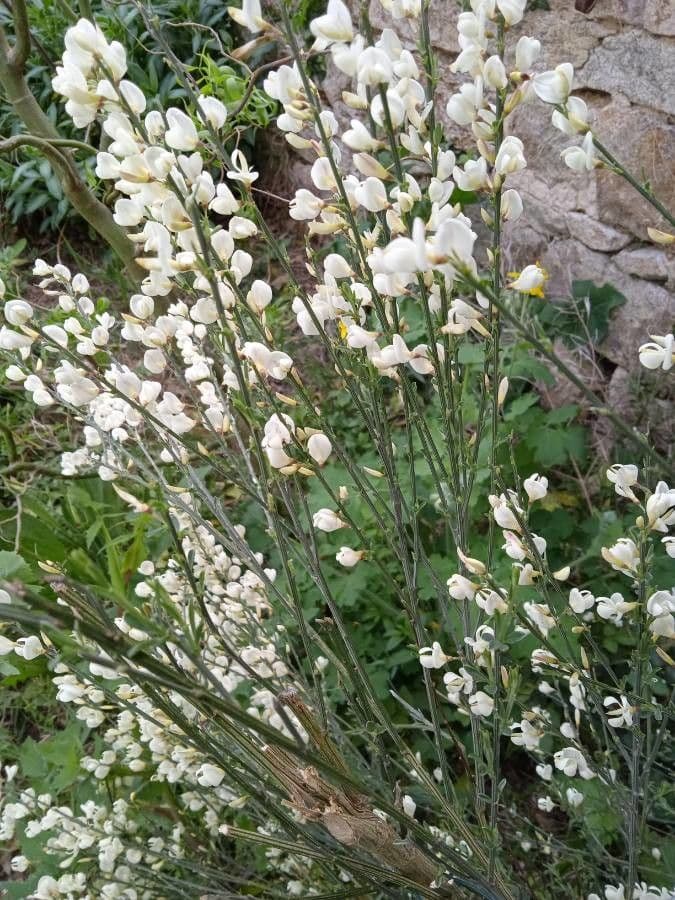Ginestra multiflora 11