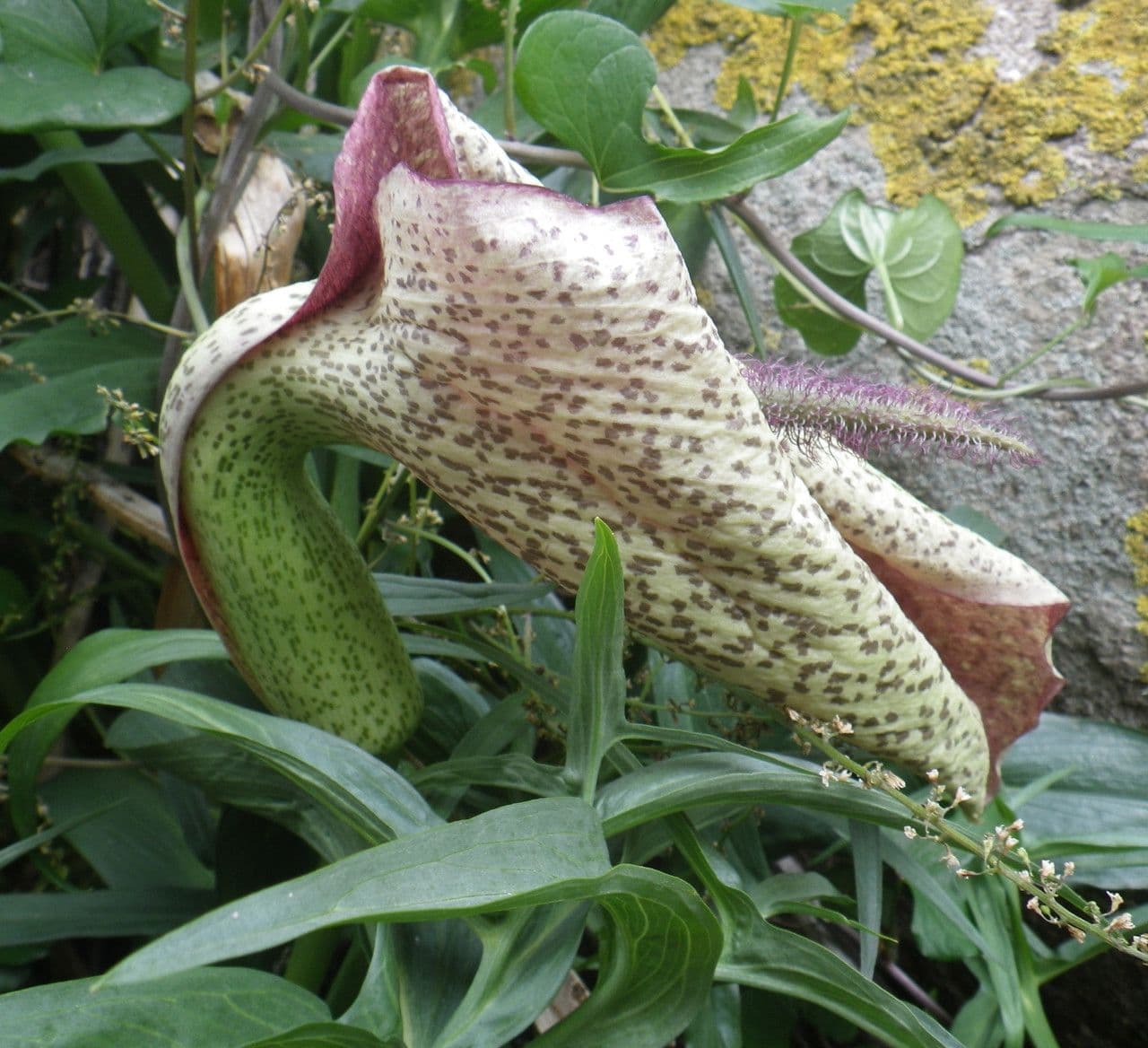 Helicodiceros 3