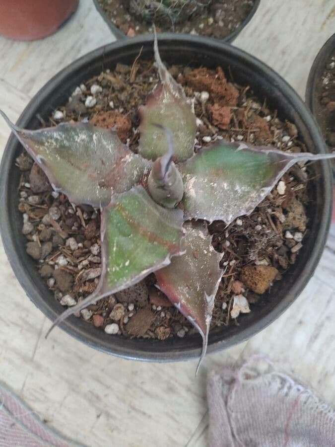 Agave marmorata