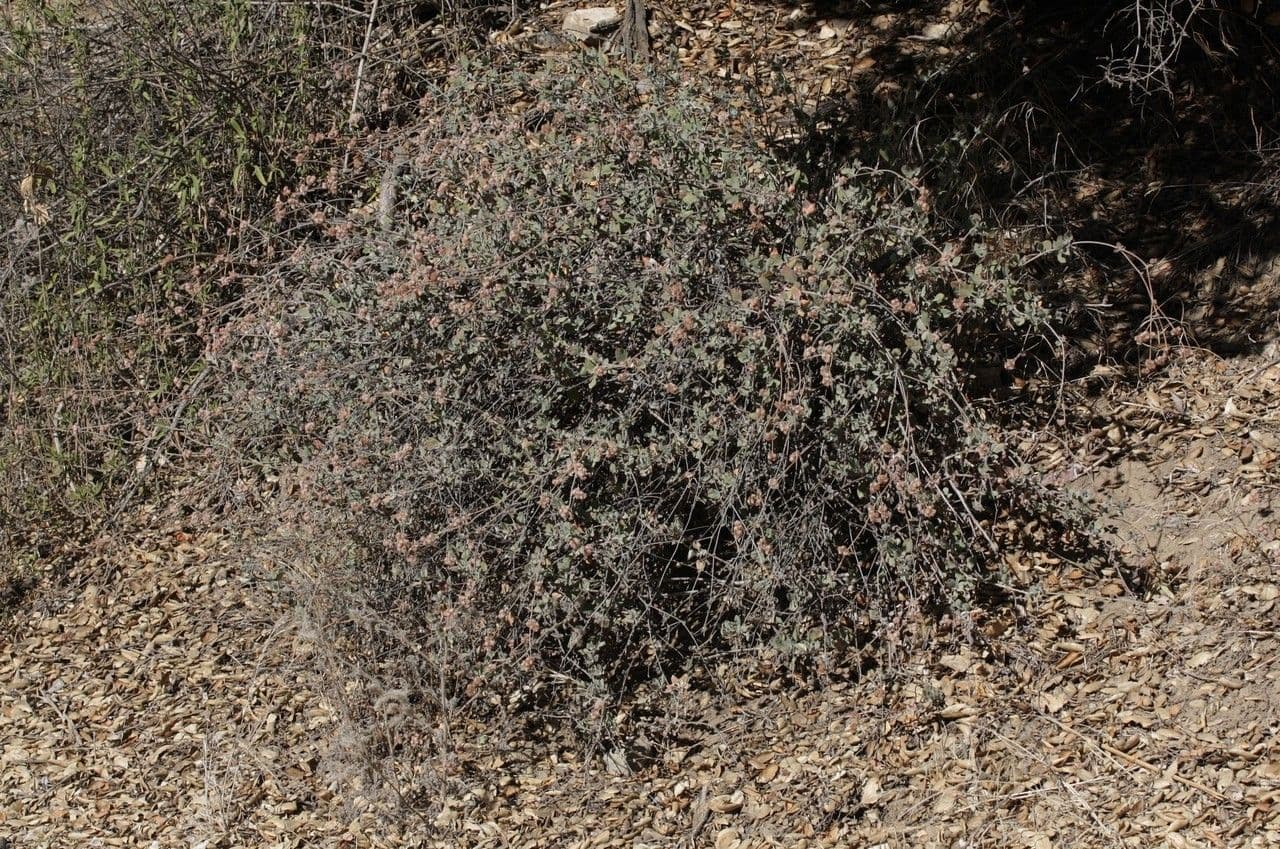 Eriogonum 14