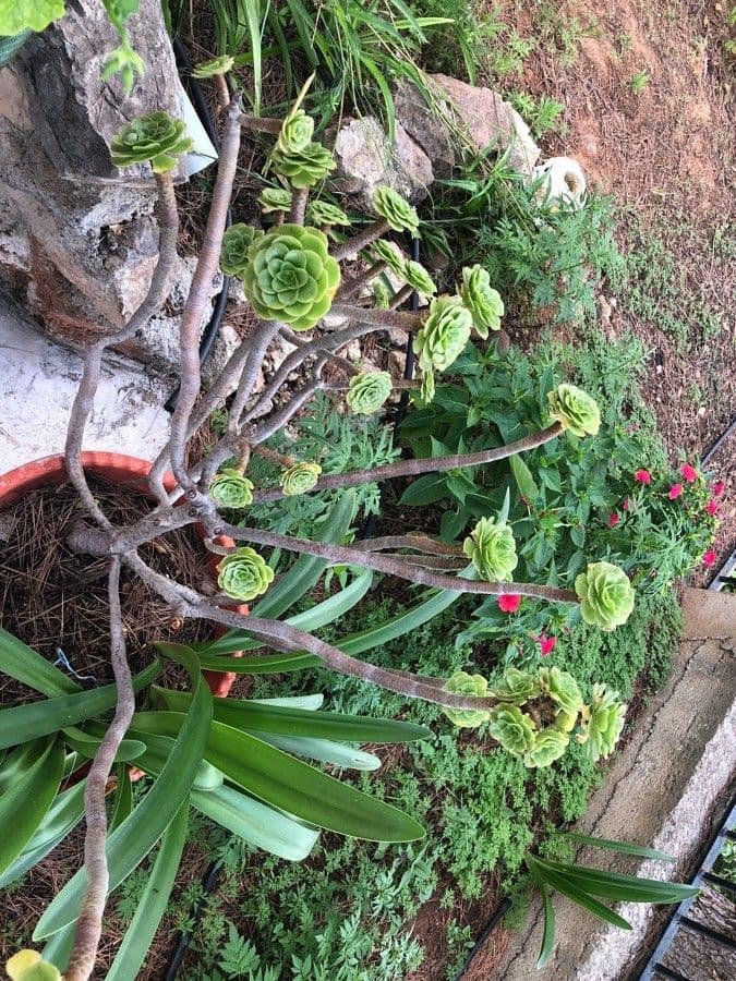 Aeonium ondulato 4