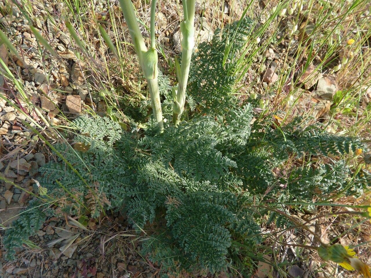 Sagapeno 17