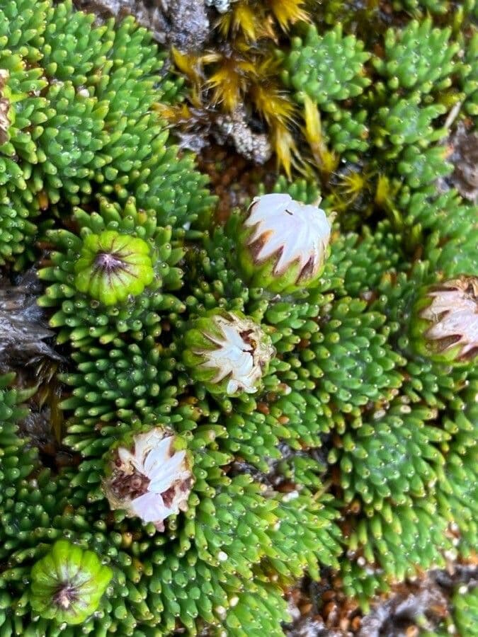 Xenophyllum 5