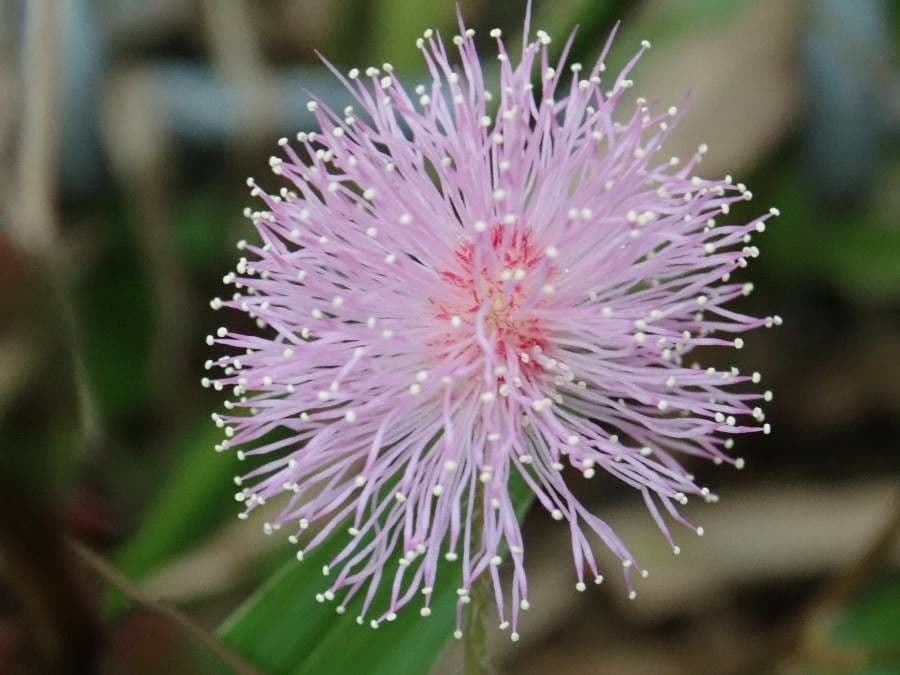 Mimosa pudica 8