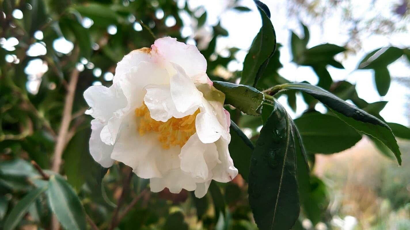Camelia sasanqua 7
