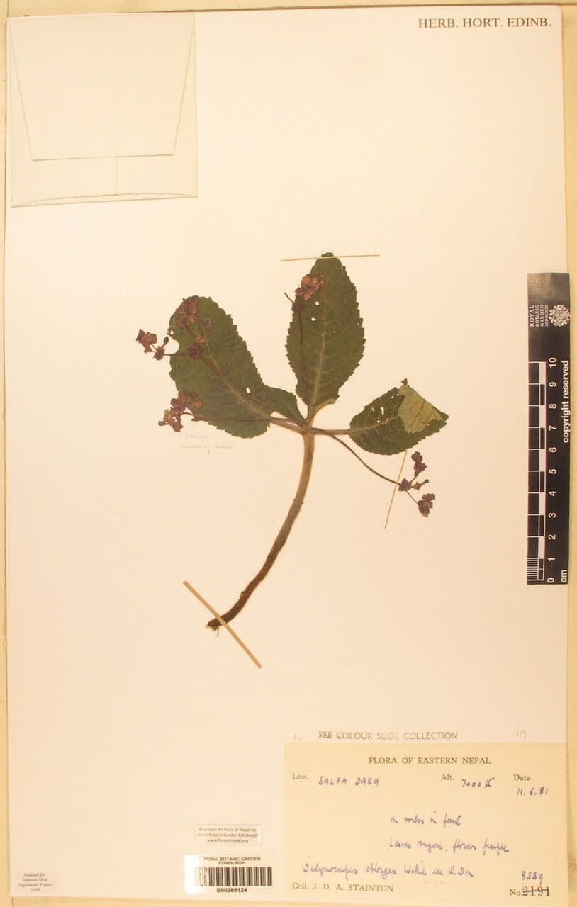 Didymocarpus oblungo 7