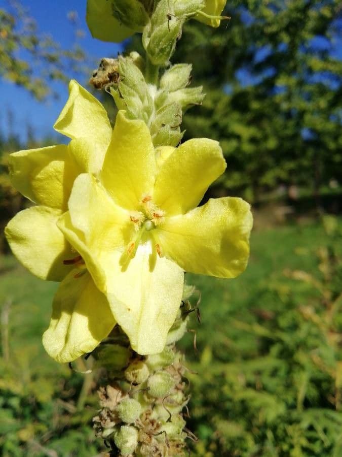 Verbasco phlomoides 9
