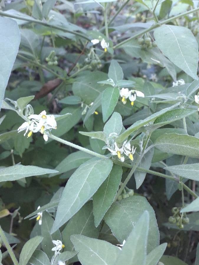 Solanum chenopodioides 10