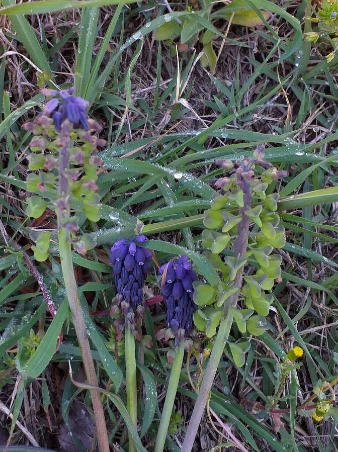 Szafirek miękkolistny